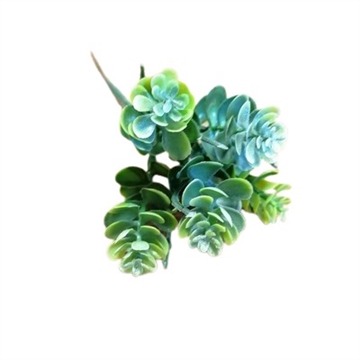 Sedum grønlig nuancer